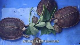亚洲巨龟吃食视频,大自然的餐桌奇观