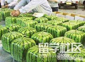 吃瓜网在线留学,吃瓜网带你领略异国风情与留学生活点滴